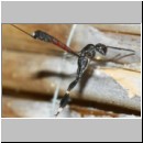 Gasteruption cf jaculator - Gichtwespe w02h 15mm.jpg